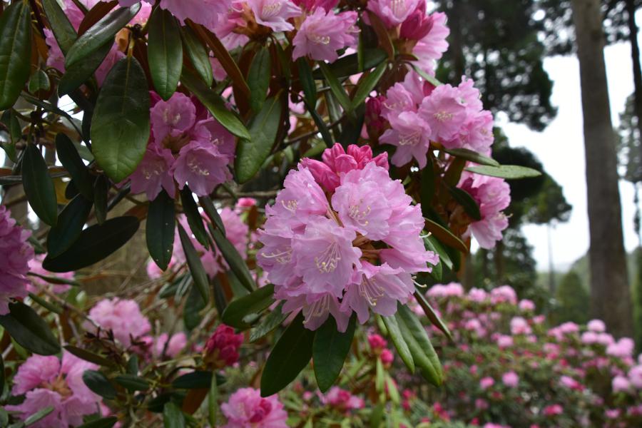 北山しゃくなげ園 開園の画像