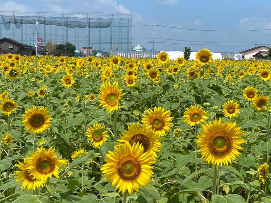 令和４年度ひょうたん島公園のひまわり（ひまわりの持ち帰り）の画像