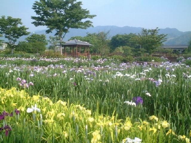 大和中央公園花しょうぶ園開園の画像