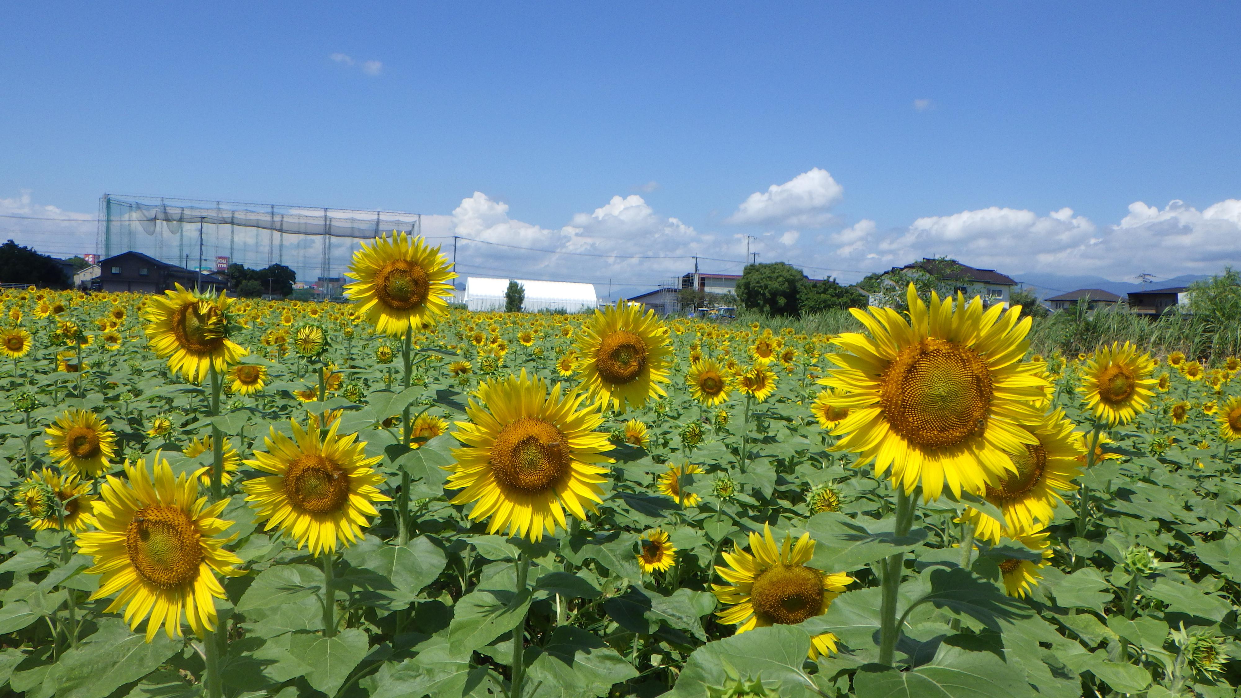 令和7年度ひょうたん島公園のひまわり（ひまわりの持ち帰り）の画像