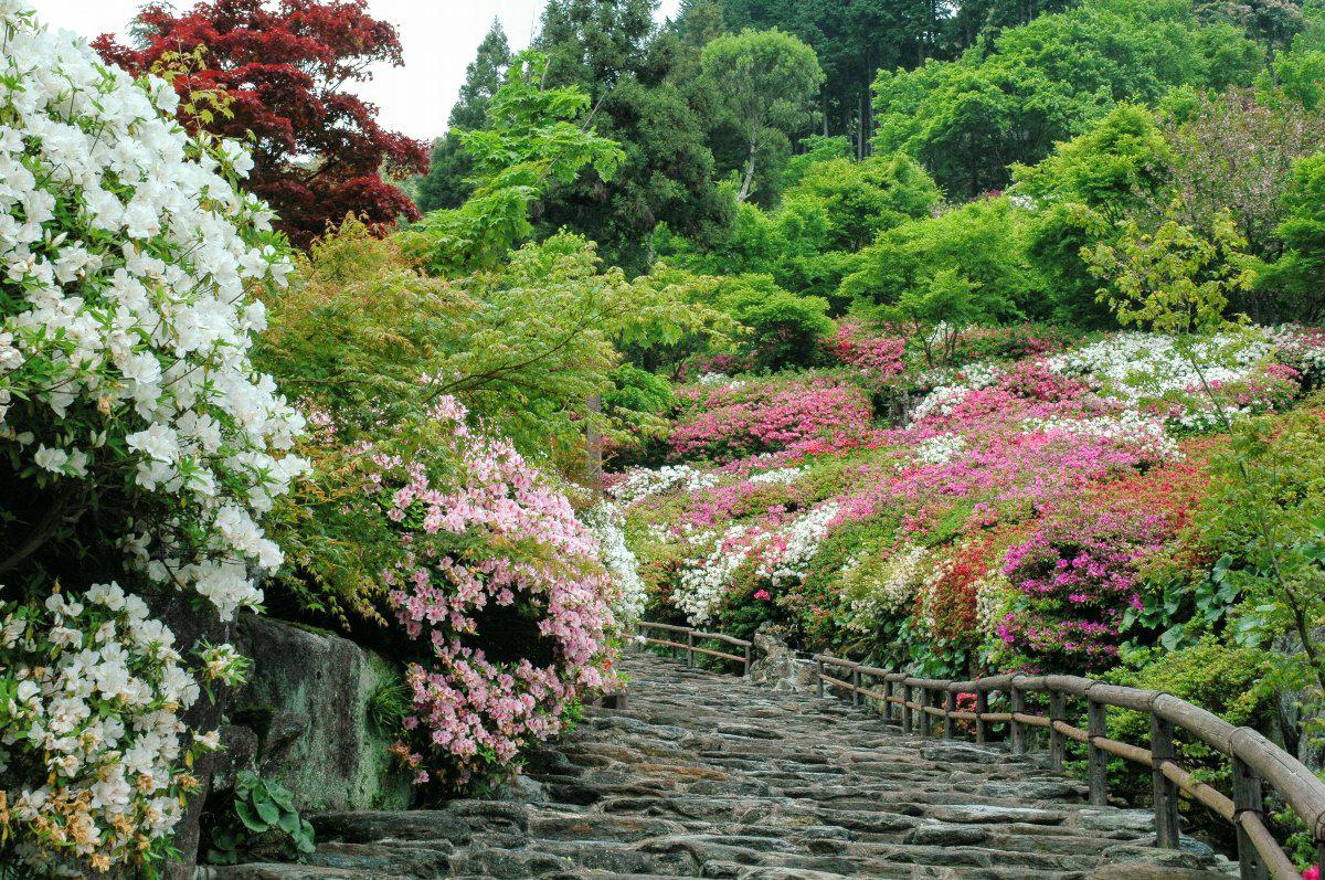 十可苑開園（しゃくなげ・ツツジ）の画像