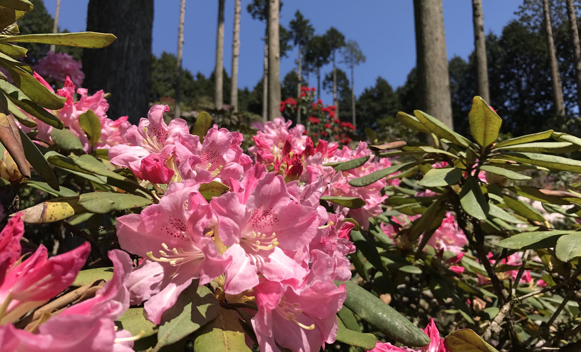 北山シャクナゲ・ツツジ園開園の画像