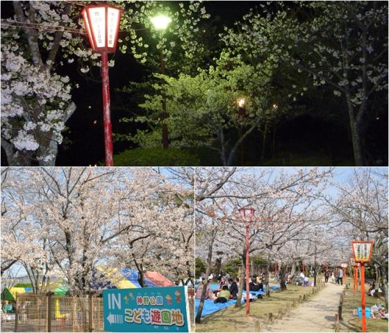 神野公園ぼんぼり点灯の画像