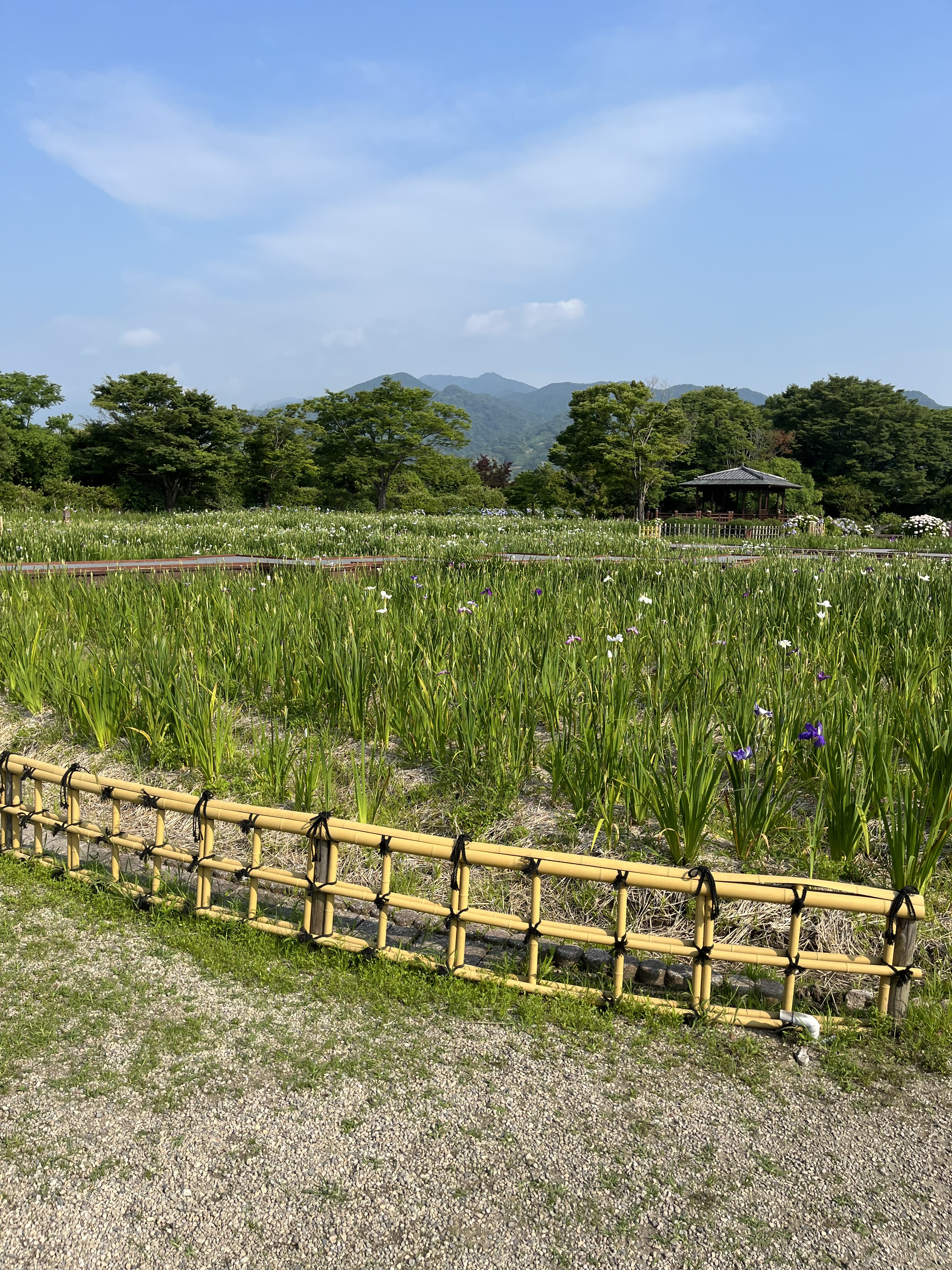大和中央公園 花しょうぶ園 開園 佐賀市観光協会公式ポータル