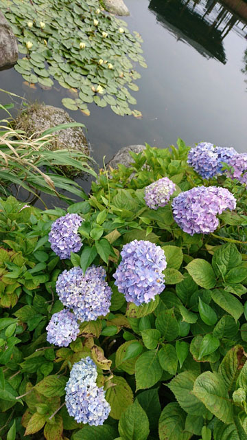 大和花しょうぶ園002
