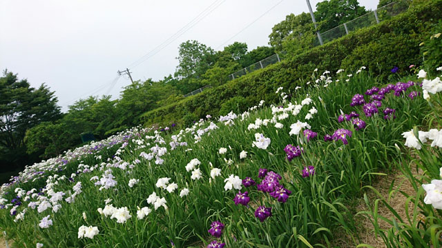 大和花しょうぶ園003