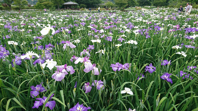 大和花しょうぶ園006