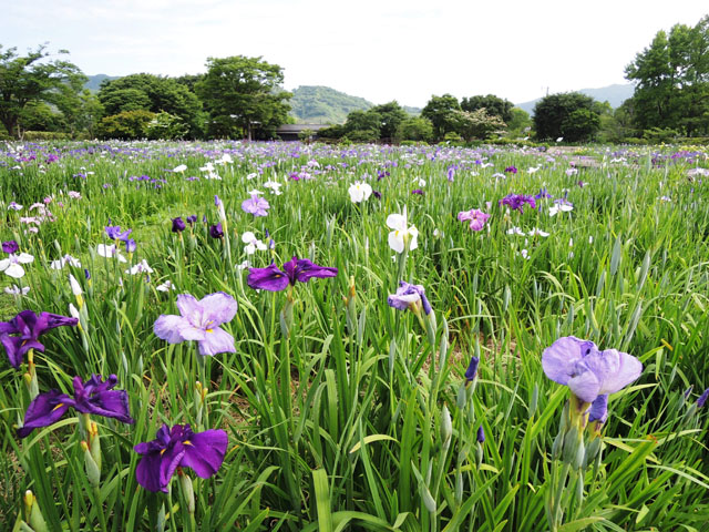 大和花しょうぶ園088