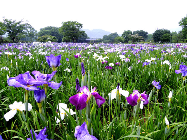 大和花しょうぶ園090