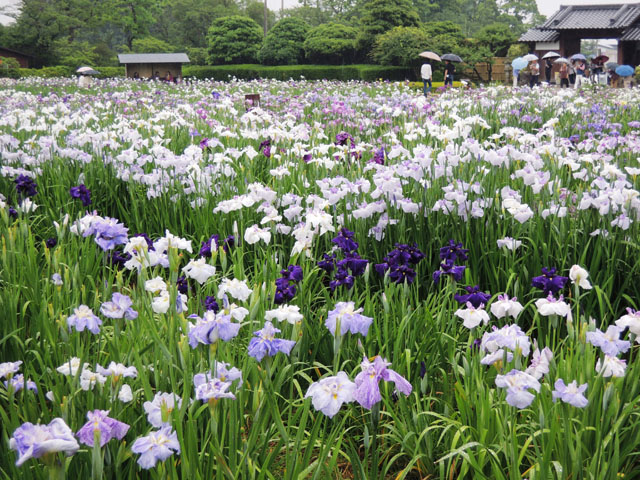 大和花しょうぶ園092