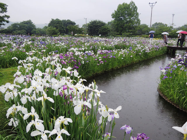 大和花しょうぶ園093