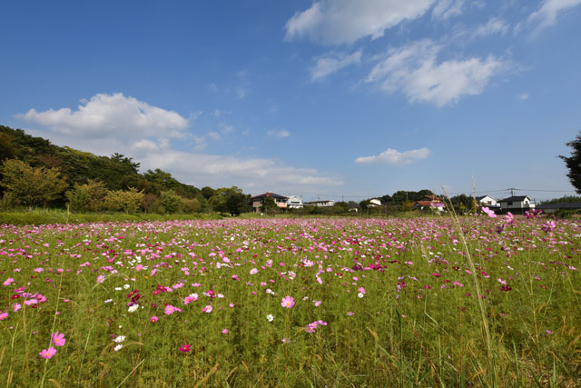 金立公園コスモス園001