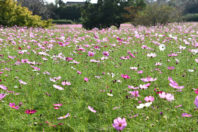 金立公園コスモス園002