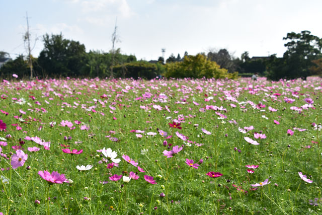 金立公園コスモス園004