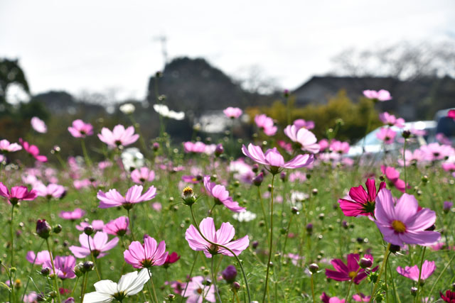金立公園コスモス園006