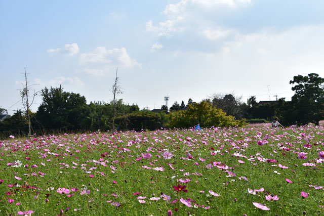 金立公園コスモス園007