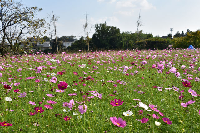 金立公園コスモス園008