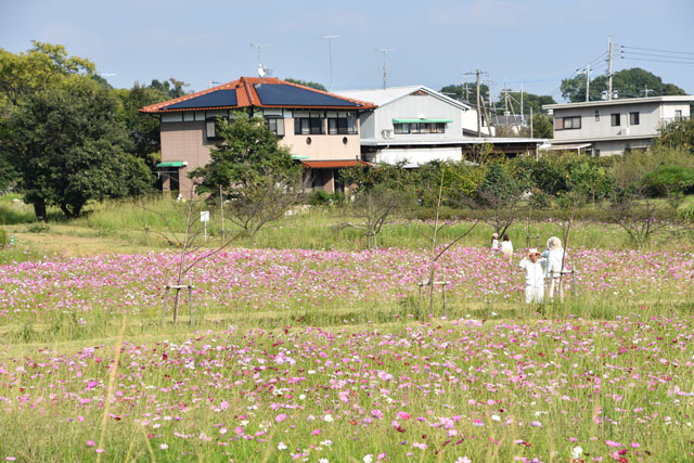 金立公園コスモス園009