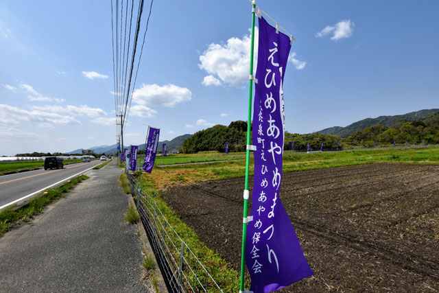 えひめあやめまつり028