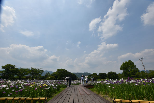 大和花しょうぶ園009