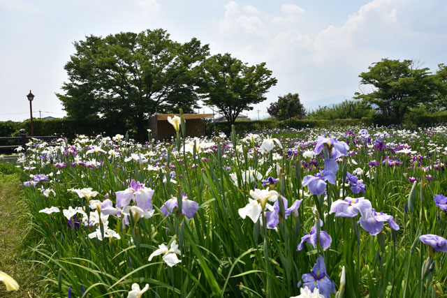 大和花しょうぶ園010