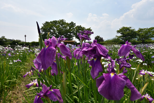 大和花しょうぶ園011