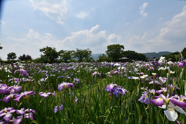 大和花しょうぶ園015