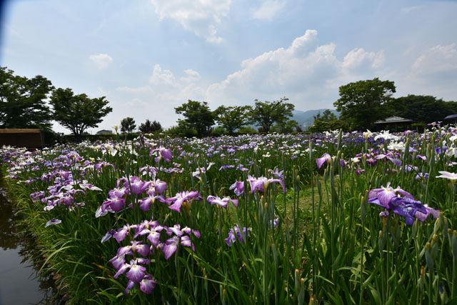 大和花しょうぶ園016