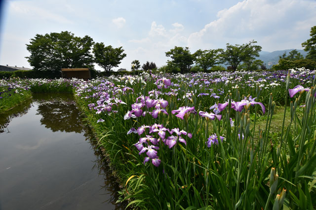 大和花しょうぶ園017