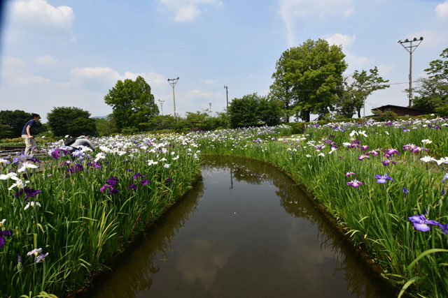 大和花しょうぶ園018