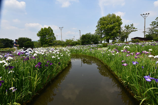 大和花しょうぶ園019