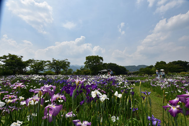 大和花しょうぶ園020