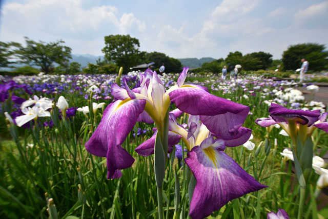 大和花しょうぶ園021