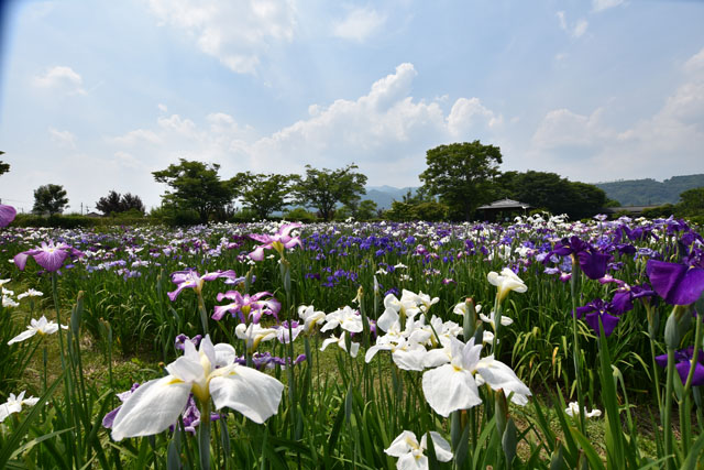 大和花しょうぶ園025