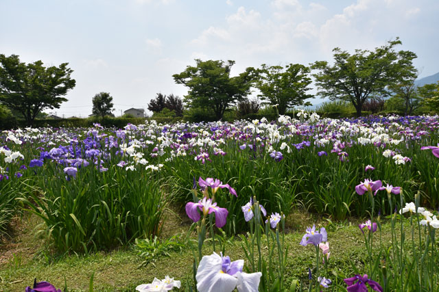 大和花しょうぶ園027