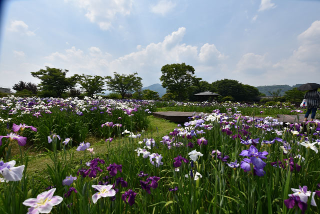 大和花しょうぶ園028