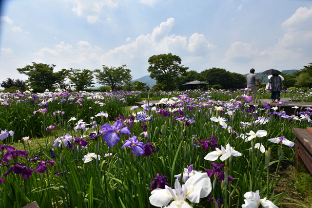 大和花しょうぶ園029