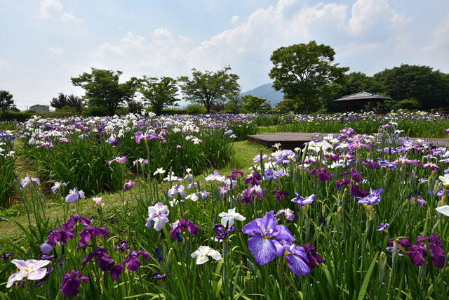 大和花しょうぶ園030