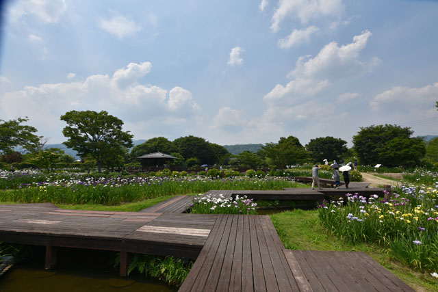 大和花しょうぶ園031