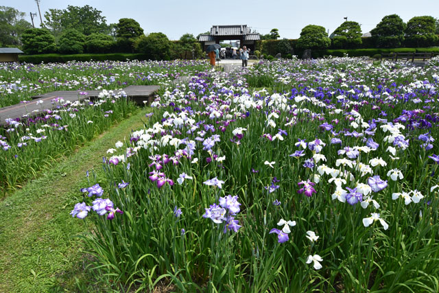 大和花しょうぶ園033