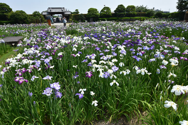 大和花しょうぶ園034