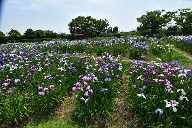 大和花しょうぶ園035