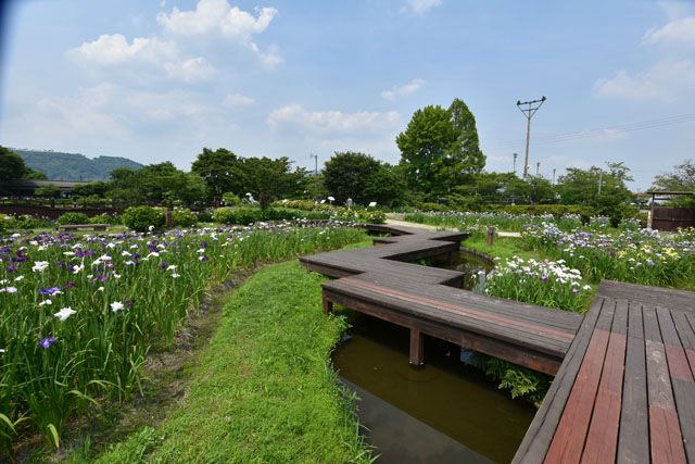 大和花しょうぶ園036