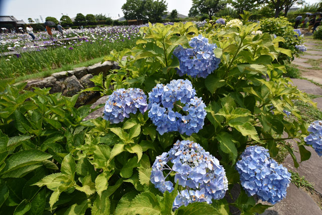 大和花しょうぶ園039