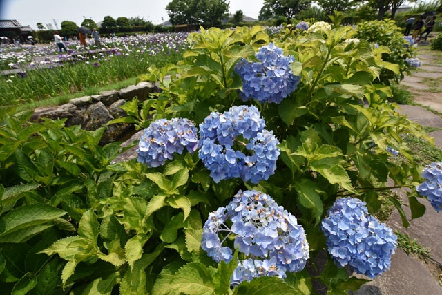 大和花しょうぶ園040