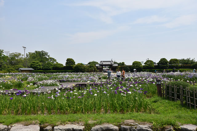 大和花しょうぶ園041