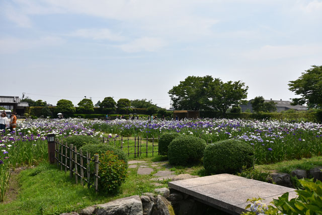 大和花しょうぶ園042