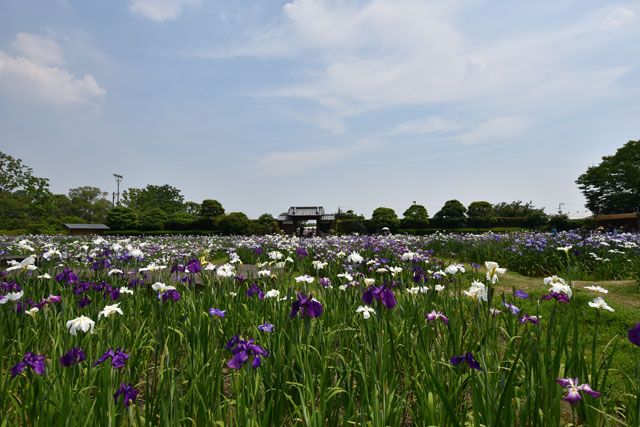 大和花しょうぶ園044