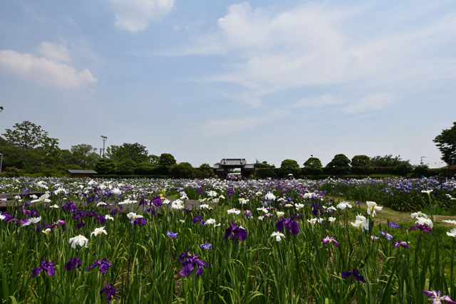 大和花しょうぶ園045