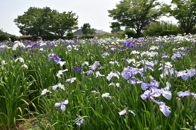 大和花しょうぶ園046